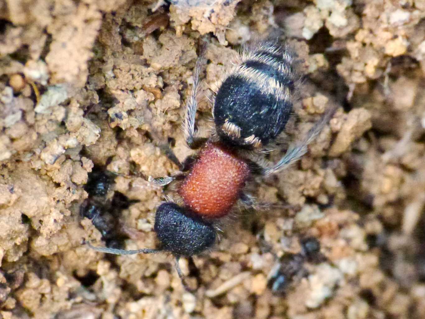 Mutilla quinquemaculata e Tropidotilla littoralis(?)